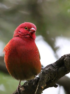 Red-billed Firefinch