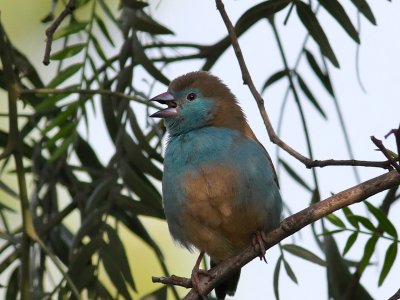 Red-cheeked Cordon Bleu 