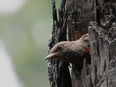 Rufous-breasted Wryneck