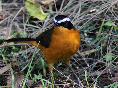 Ruppell's Robin Chat