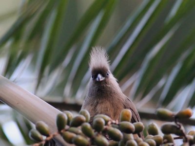 Speckled Mousebird