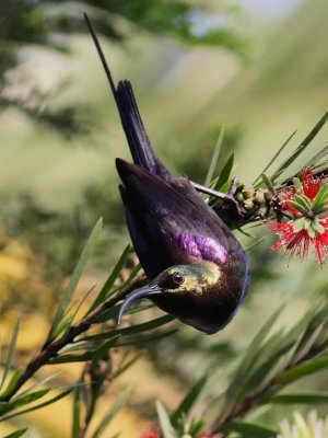 Tacazze Sunbird 