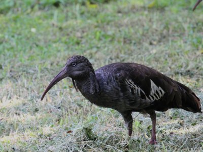 Wattled Ibis