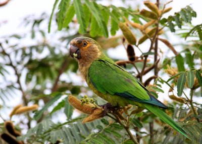 Brown Throated Parakeet - Guyana