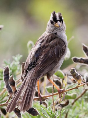 White Crowned Sparrow - California