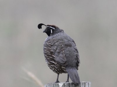 California Quail - California