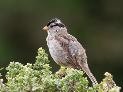 White Crowned Sparrow - California