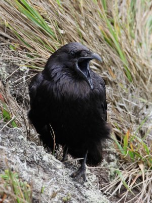Common Raven - California