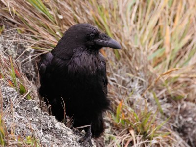 Common Raven - California