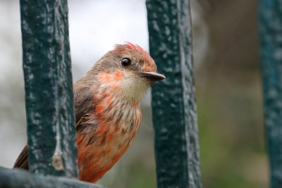 Vermillion Flycatcher - Lima, Peru