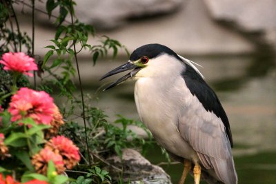 Black-crowned Night Heron - Lima, Peru