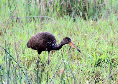 Limpkin - Guyana