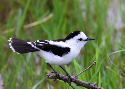 Pied Water Tyrant - Guyana