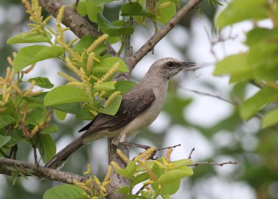 Tropical Mockingbird - Guyana