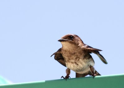 Grey-breasted Martin - Guyana