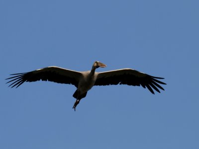 Asian Openbill - Thailand