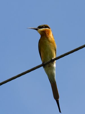 Blue-tailed Bee-eater - Thailand