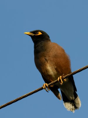 Common Myna - Thailand