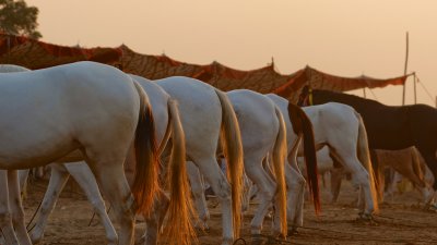 Pushkar Camel Festival