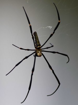 Golden silk orb-weaver - Thailand