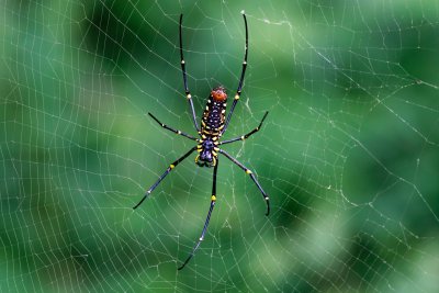 Golden silk-orb-weaver - Thailand