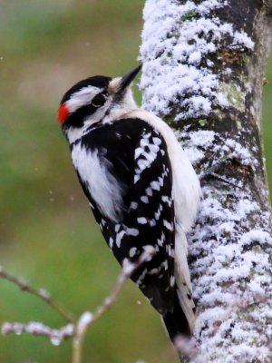 Downy Woodpecker 