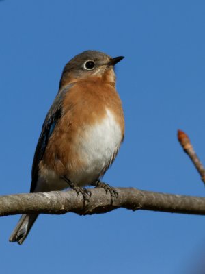 Eastern Bluebird 