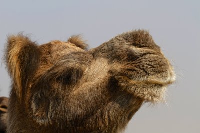 Pushkar Camel