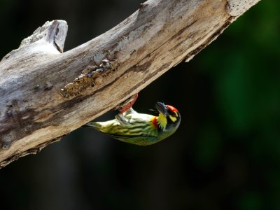 Coppersmith Barbet - Thailand