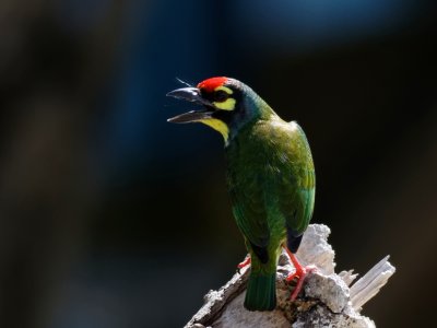 Coppersmith Barbet - Thailand