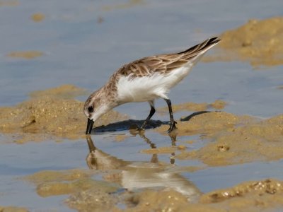 Greater Sand Plover - Thailand