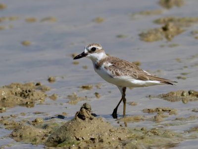 Greater Sand Plover - Thailand