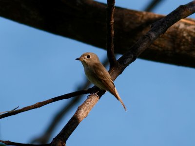 Asian Brown Flycatcher - Thailand