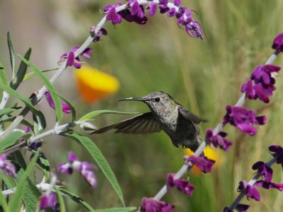 Hummingbird, California