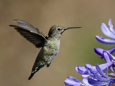 Hummingbird, California