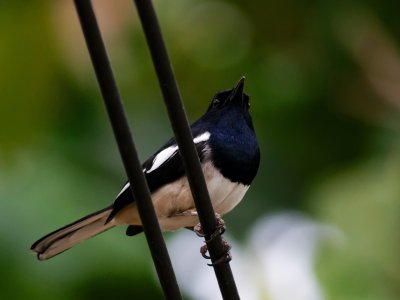 Oriental Magpie Robin - Thailand