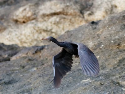 Pacific Reef Egret - Thailand