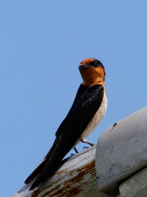 Pacific Swallow - Thailand