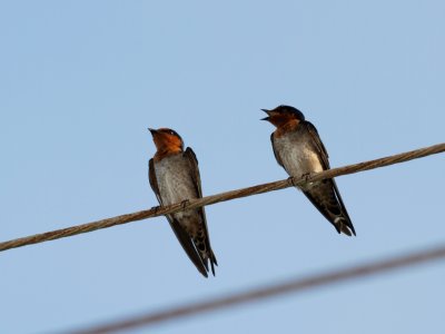 Pacific Swallows - Thailand