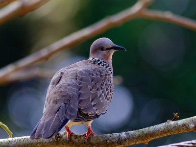 Spotted Dove - Thailand