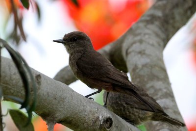 Vermilion Flycatcher, Lima, Peru