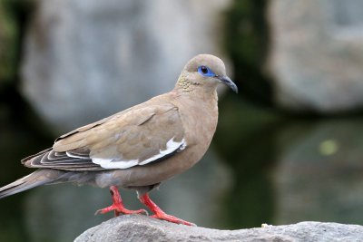 West Peruvian Dove, Lima, Peru