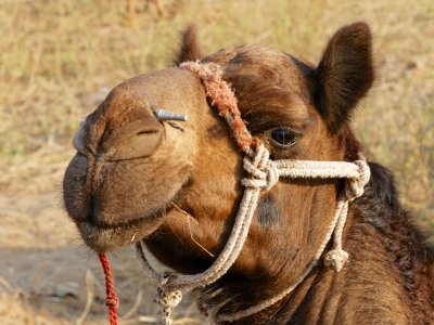 Pushkar