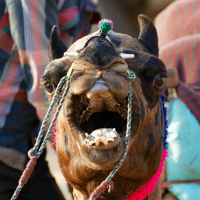 Pushkar