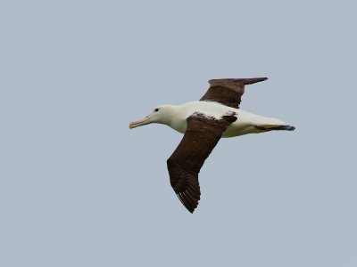 Nothern Royal Albatross 