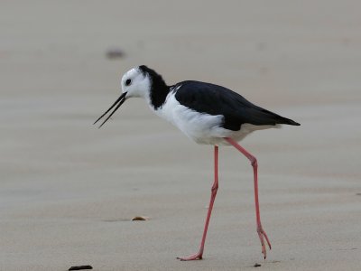 Pied Stilt