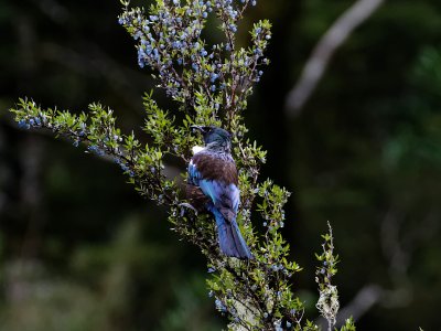 Tui