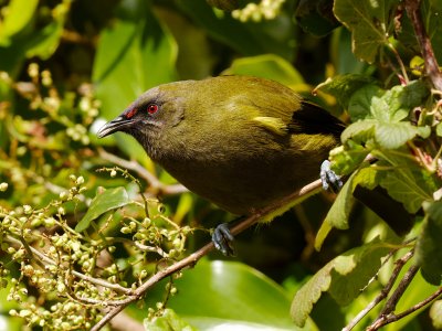 Bellbird 