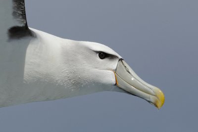 New Zealand White-capped Albatross 