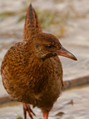 Stewart Island Weka 